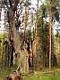 P1000737 576x768 - (285273 bytes)