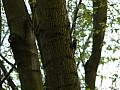 P1000770 1024x768 - (268249 bytes)