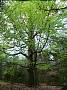 P1010184 576x768 - (305386 bytes)
